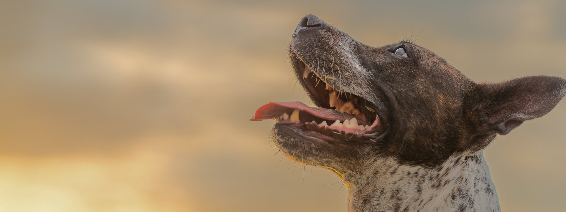 motorcycle cylinder head manufacturer